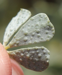 Psoralea velutina