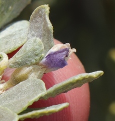 Psoralea velutina