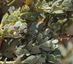 Psoralea velutina