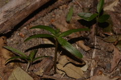 Dendrobium gracilicaule howeanum