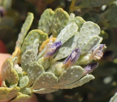 Psoralea velutina