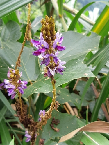 Subspecies Pueraria lobata thomsonii · iNaturalist