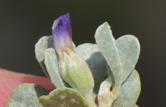Psoralea velutina