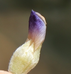 Psoralea velutina