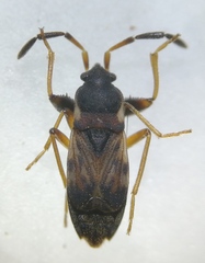 Scolopostethus thomsoni