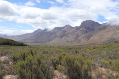 Psoralea velutina