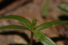 Dendrobium gracilicaule howeanum
