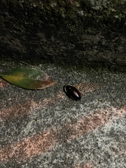 Opisthoplatia
