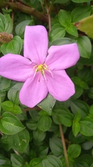 Melastoma dodecandrum