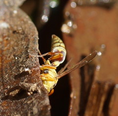 Ropalidia romandi