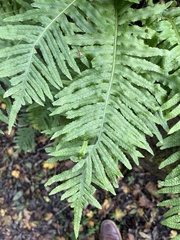 Polypodium