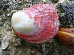 Septifer bilocularis