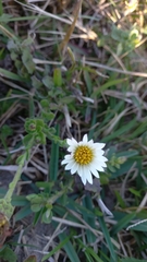 Noticastrum