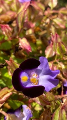 Torenia fournieri