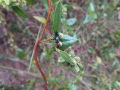 Carphurus cyanopterus