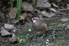 Pterorhinus sannio