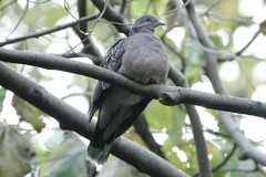 Streptopelia orientalis