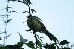 Spizixos semitorques