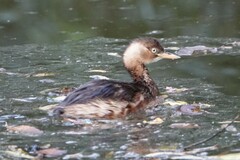 Tachybaptus ruficollis