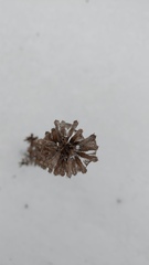 Dracocephalum thymiflorum