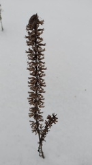 Dracocephalum thymiflorum