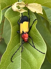 Purpuricenus laetus