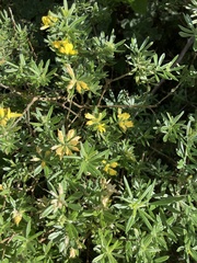 Genista linifolia image