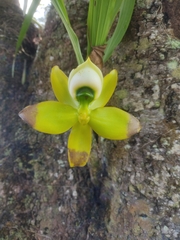 Cycnoches