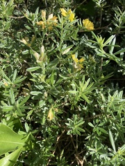 Genista linifolia image