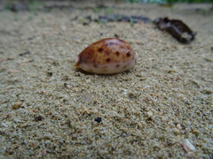 Lyncina lynx