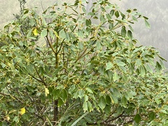 Trochodendron aralioides