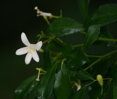 Murraya paniculata
