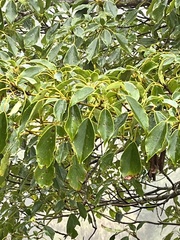 Trochodendron aralioides
