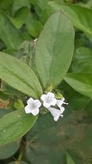 Buglossoides arvensis