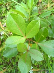 Searsia laevigata