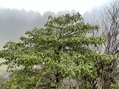 Trochodendron aralioides