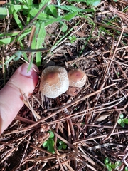 Lepiota lilacea