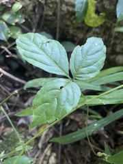 Cyphostemma paucidentatum