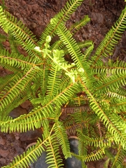 Gleichenella pectinata