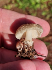 Lepiota lilacea