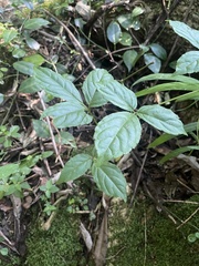 Cyphostemma paucidentatum