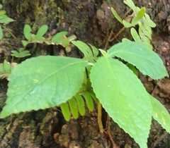 Varronia curassavica