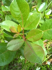 Searsia laevigata
