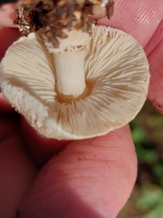 Lepiota lilacea
