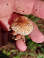 Lepiota lilacea