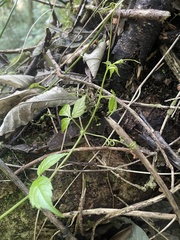 Cyphostemma paucidentatum