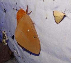 Anisota oslari