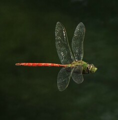 Anax longipes