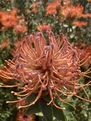Leucospermum × hybridum