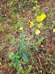 Crotalaria spectabilis